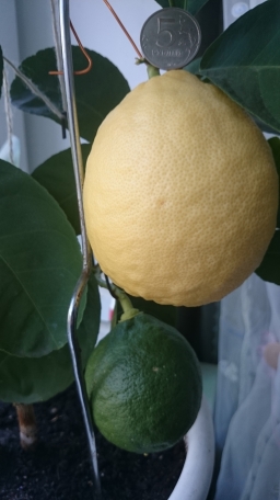 А это мой лимон, уже съели 300 грамм