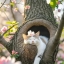 Кошка весной