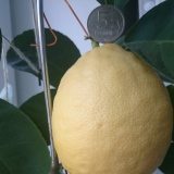 А это мой лимон, уже съели 300 грамм