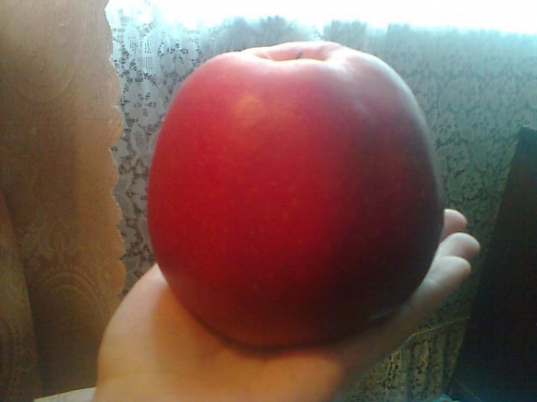 Яблочко размером с фуру )))